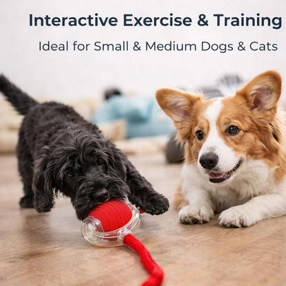 Rolling Fun Ball – Smart Interactive Pet Toy for Dogs & Cats
